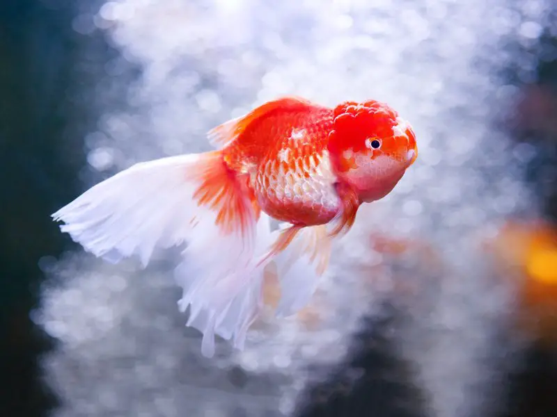 A ranchu goldfish in a decorated tank