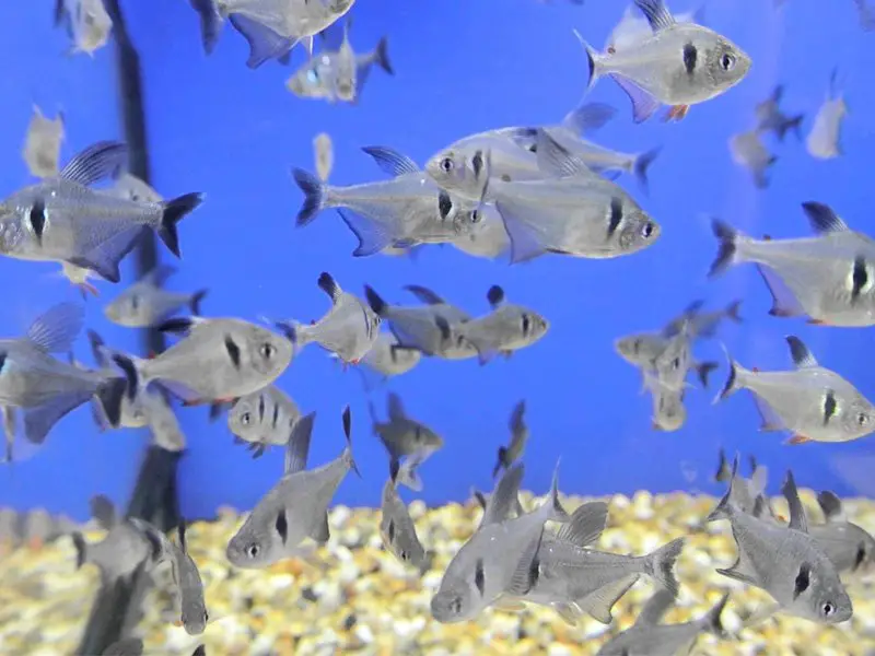 Black phantom tetra Breeding