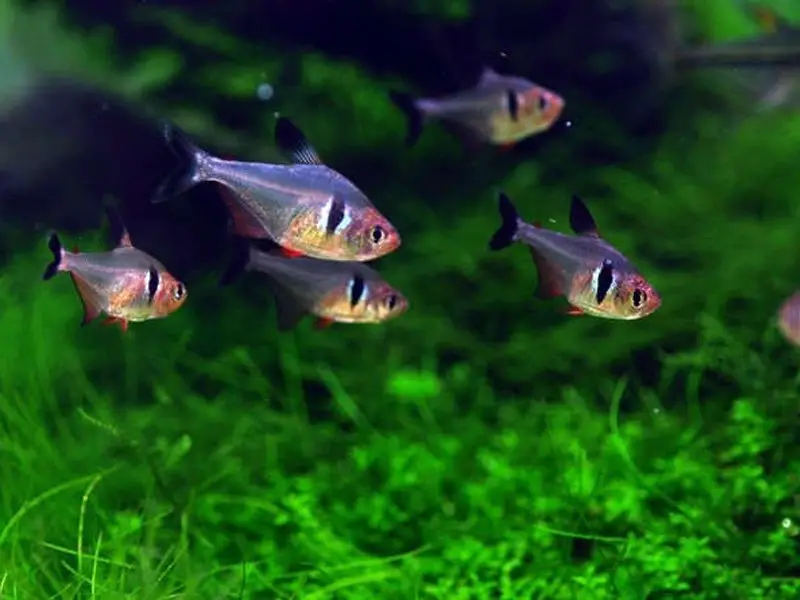 School of Black-phantom tetras