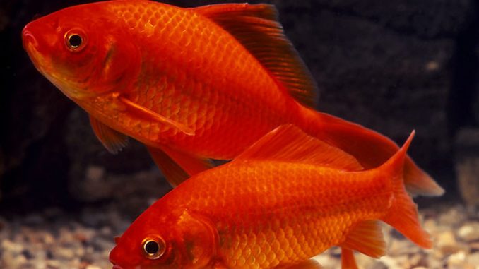 Common goldfish