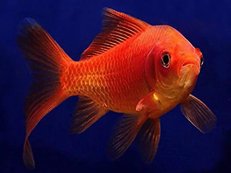 Common goldfish appearance