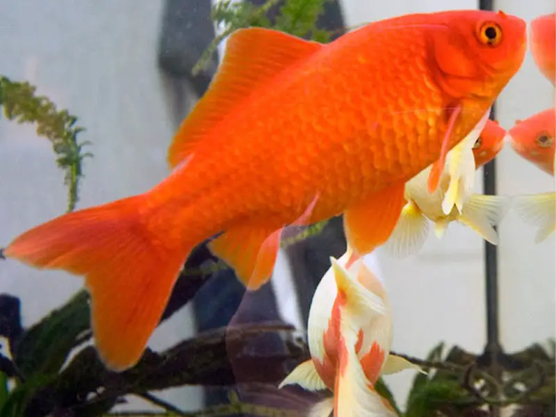 Common goldfish habitat