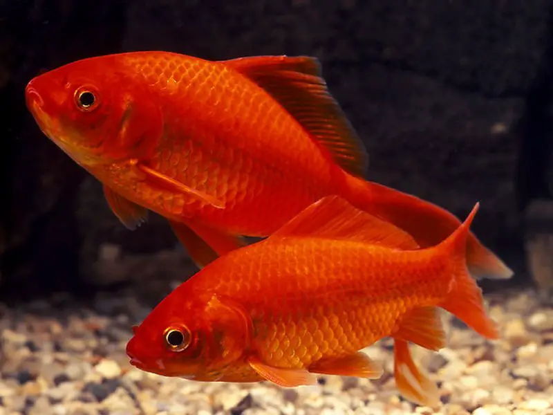 Common goldfish