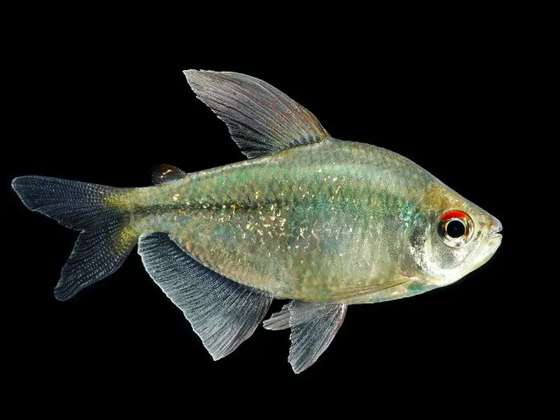 Diamond Tetra Appearance & Behavior