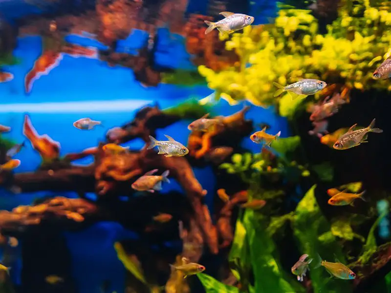 Colorful Diamond Tetra swimming in a tank