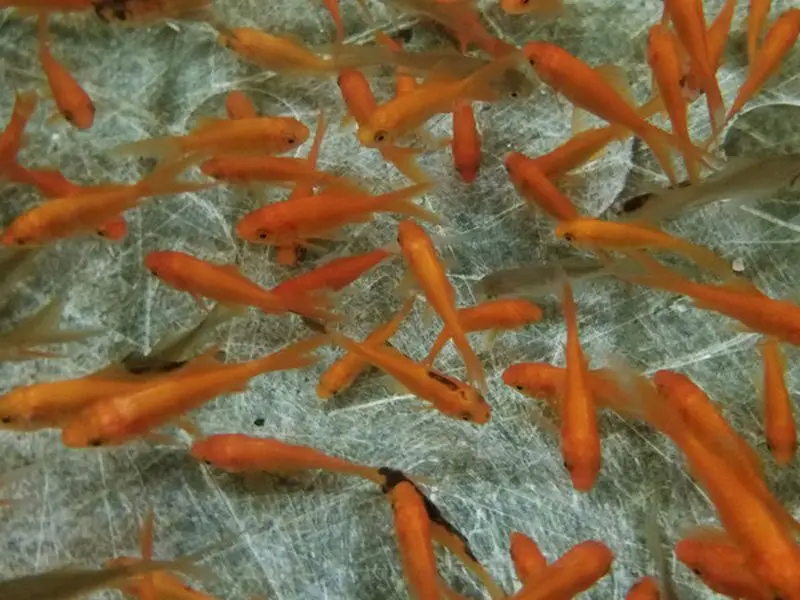 Feeder fish breeding