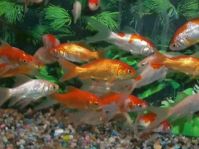 Feeder Goldfish Care Guide and Species Profile Fishkeeping World