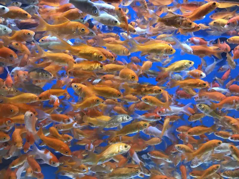 School of Feeder fish