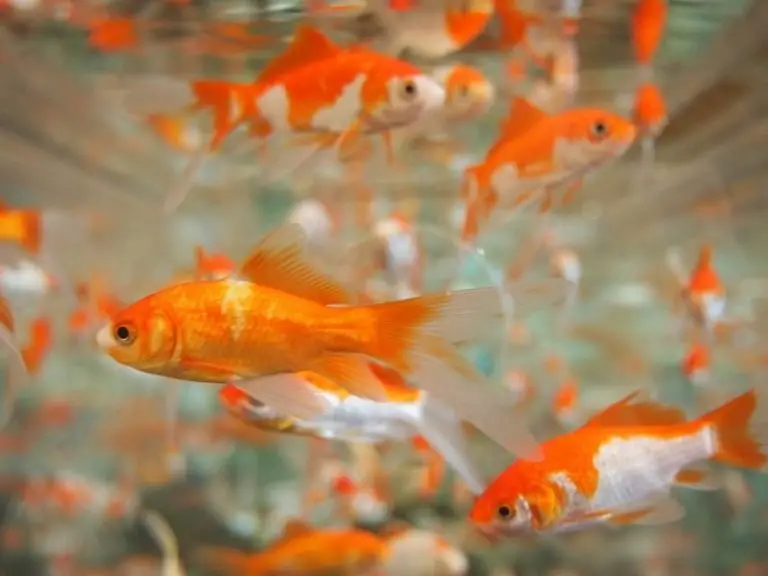 Feeder Goldfish Care Guide and Species Profile Fishkeeping World