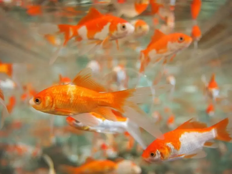 Feeder goldfish appearance
