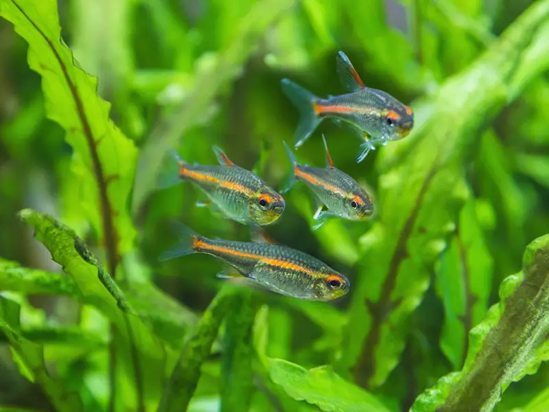 Four glowlight tetra fish swimming among aquatic plants