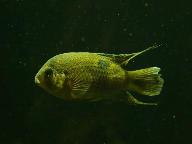 A keyhole cichlid swimming in the darkness of a tank