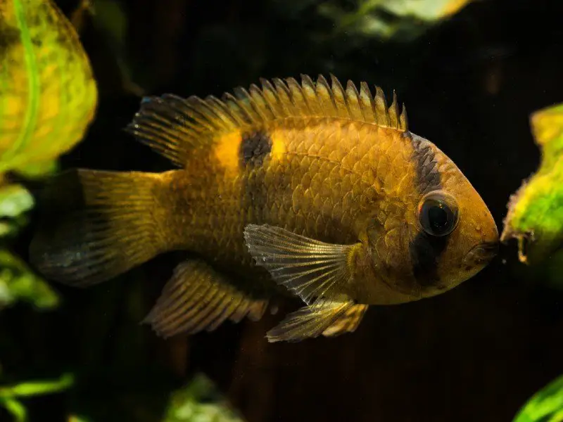 A keyhole cichlid in a home aquarium 