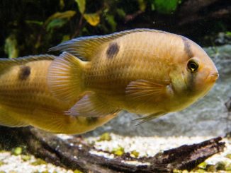 Keyhole Cichlid