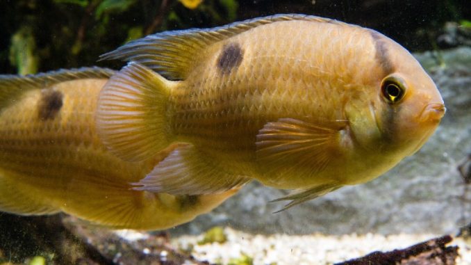 Keyhole Cichlid