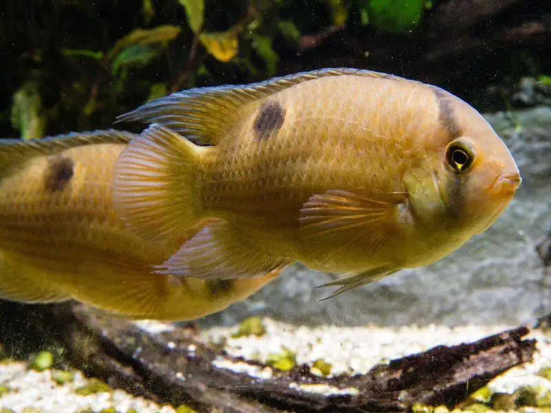 Two keyhole cichlids swimming near the substrate at the bottom