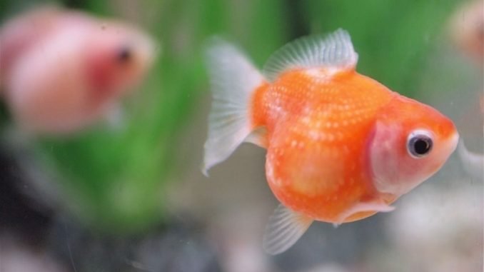 Pearlscale Goldfish