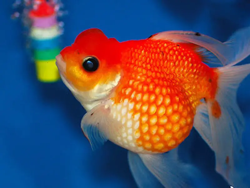 A very bright orange pearlscale goldfish swimming toward the surface