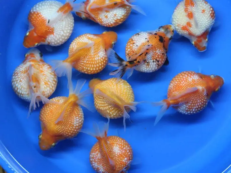 A pearlscale goldfish breeding tank