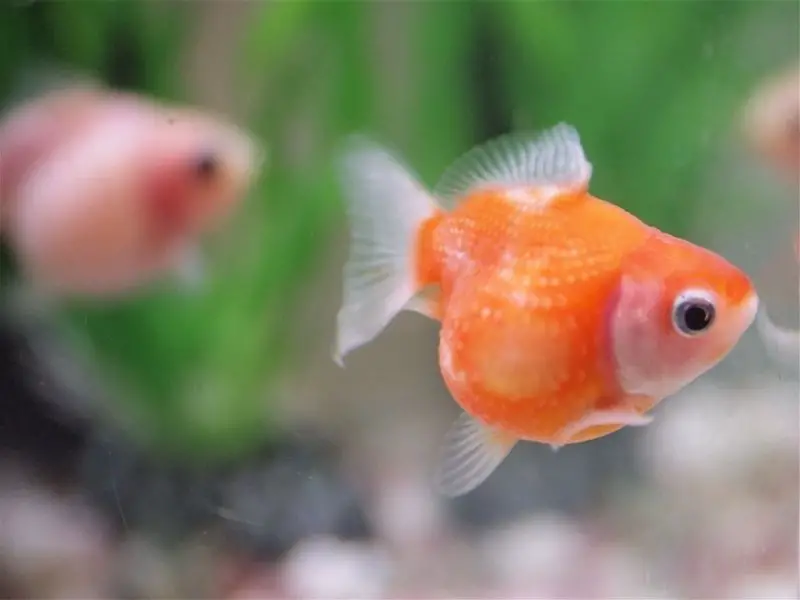 Pearlscale goldfish swimming with tank mates