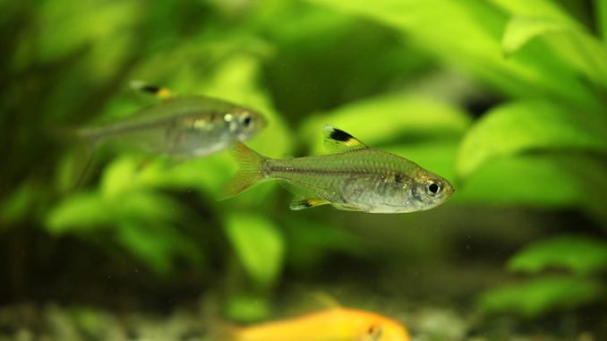 Pristella Tetra