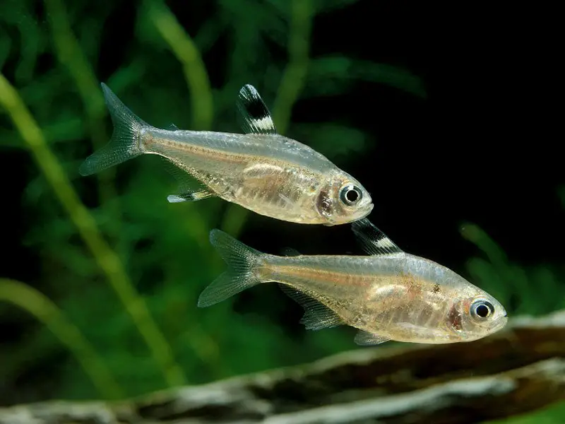 Pristella Tetra Appearance & Behavior