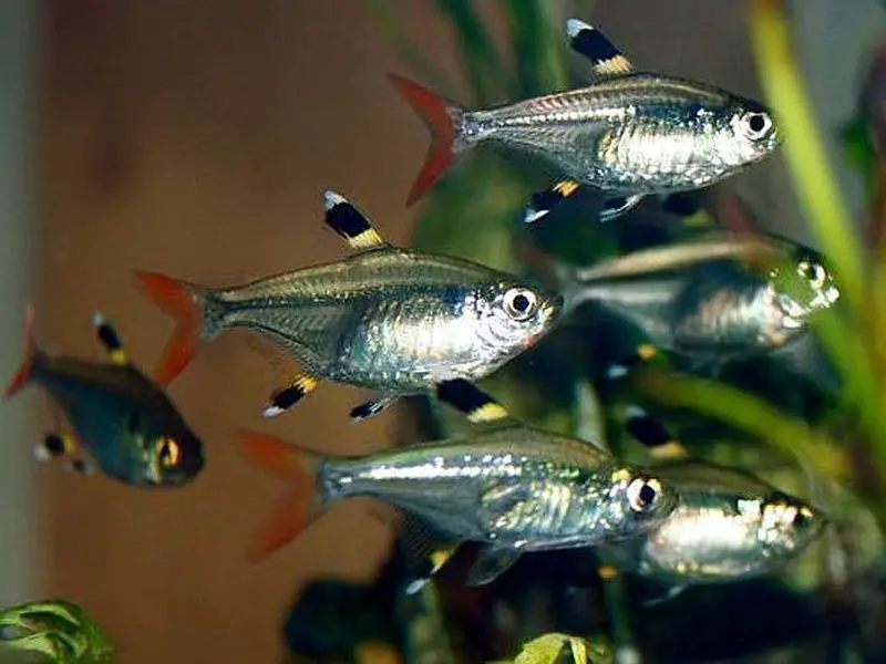 Pristella Tetra Care