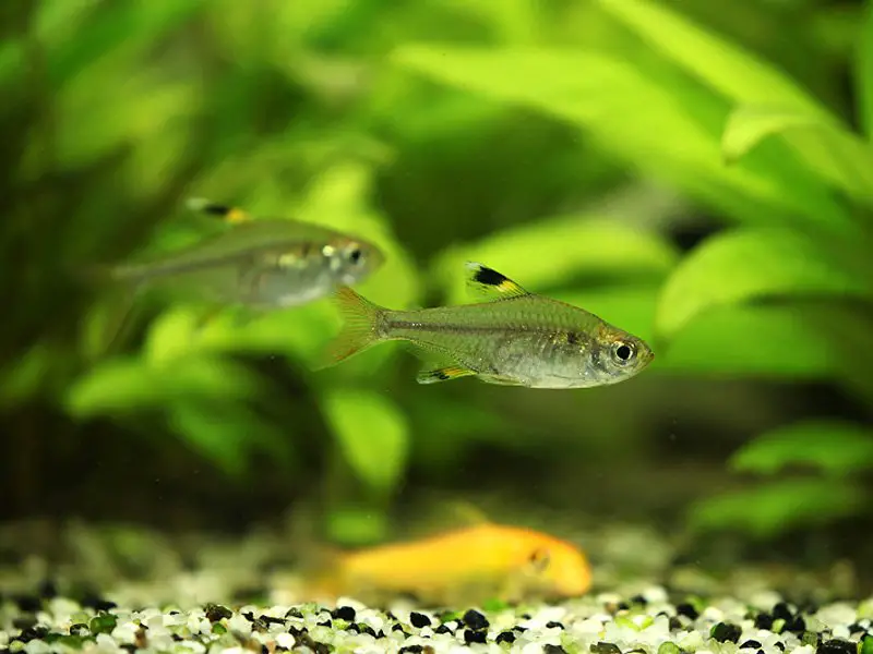 Three Pristella Tetra in home quarium 