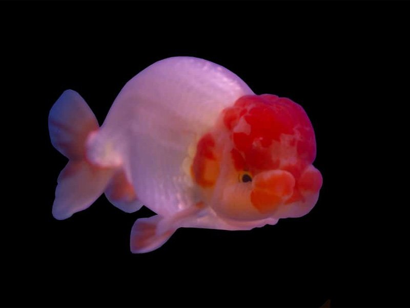 Ranchu goldfish with a black background