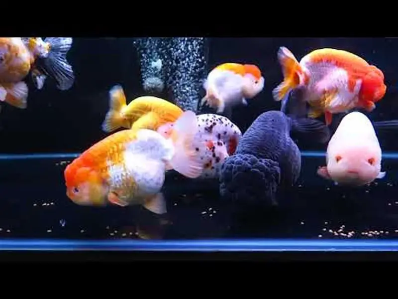 Ranchu habitat