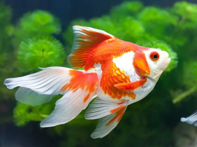 Ryukin goldfish swimming in a planted aquarium