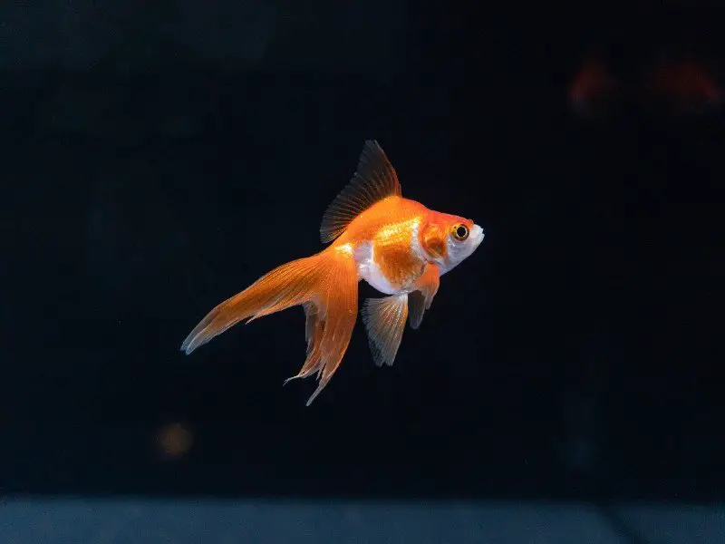Ryukin goldfish swimming in a dark tank