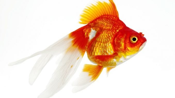 Ryukin Goldfish Care Guide & Species Profile