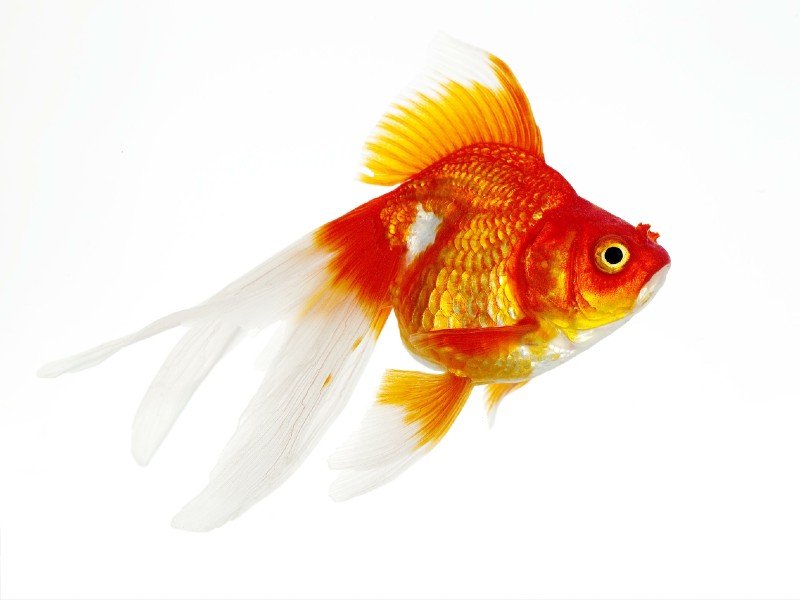 Ryukin goldfish close up on a white background