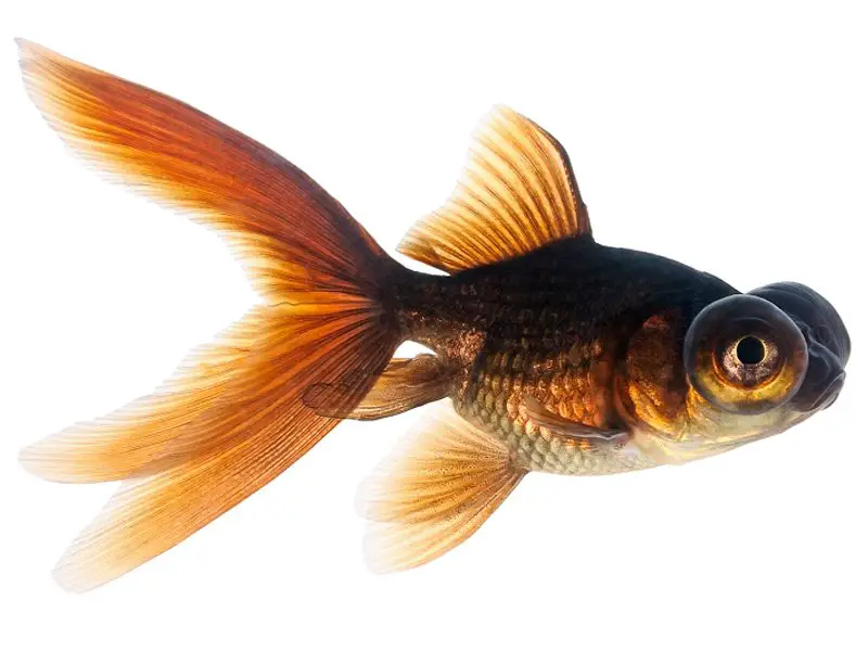 A closeup image of a telescope goldfish's appearance