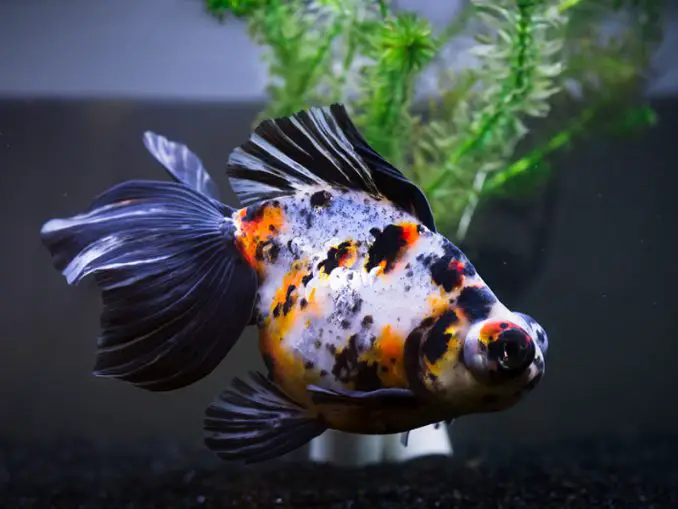 Telescope Goldfish Care & Species Profile Fishkeeping World