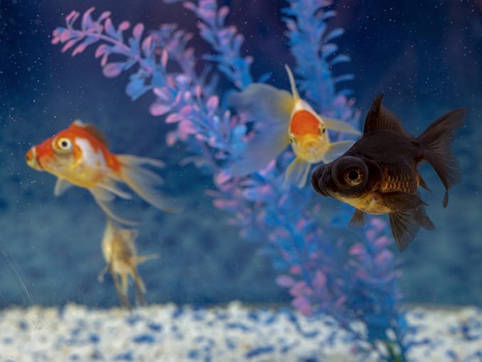 Telescope Goldfish Care & Species Profile Fishkeeping World