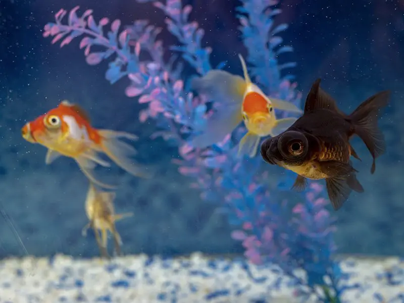 Three telescope goldfish in their ideal habitat
