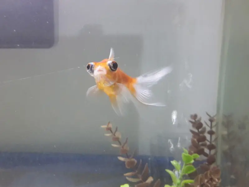 An orange telescope goldfish swimming in a planted tank