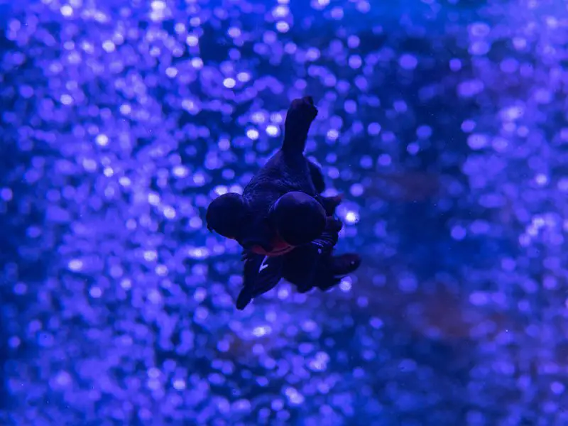 Telescope goldfish swimming in a home aquarium