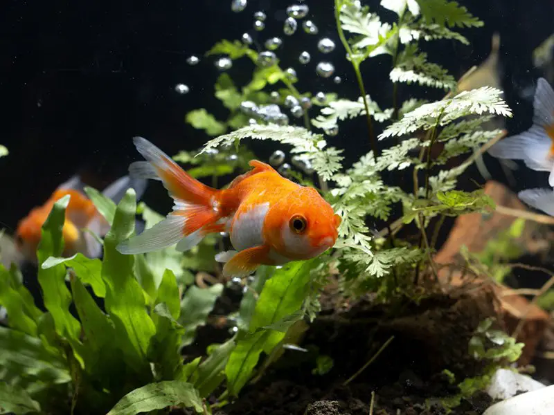 Veiltail Goldfish: Care Guide & Species Profile