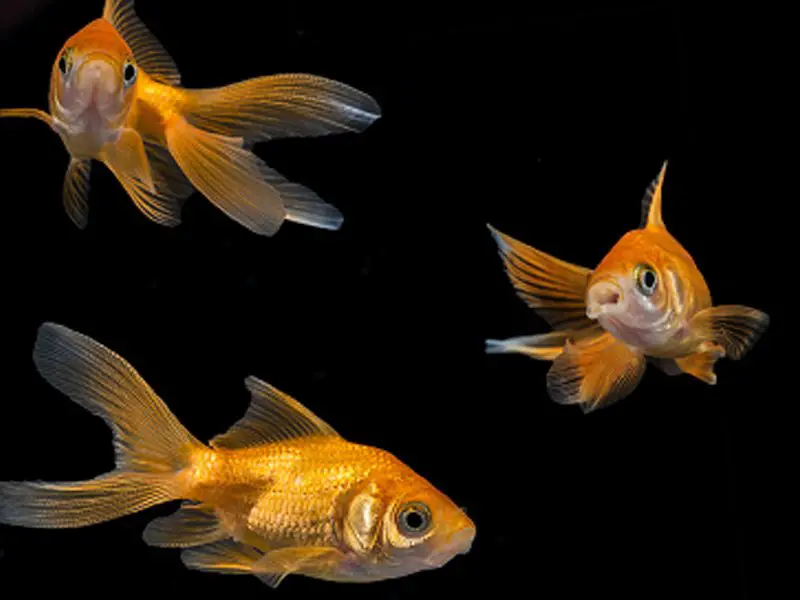 Veiltail Goldfish Appearance