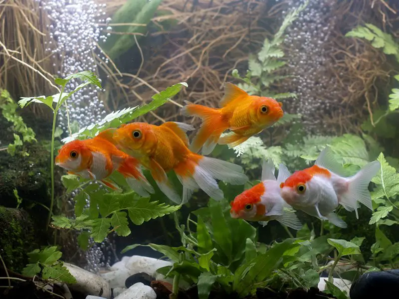 Veiltail Goldfish swimming in home aquarium