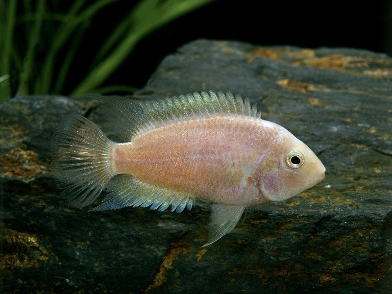 A pink convict cichlid swimming in the bottom section of the tank