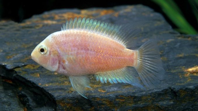 Pink Convict Cichlid