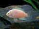 Pink Convict Cichlid