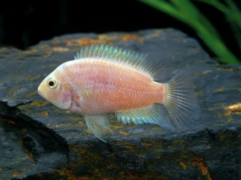 Pink convict cichlid swimming in a tank