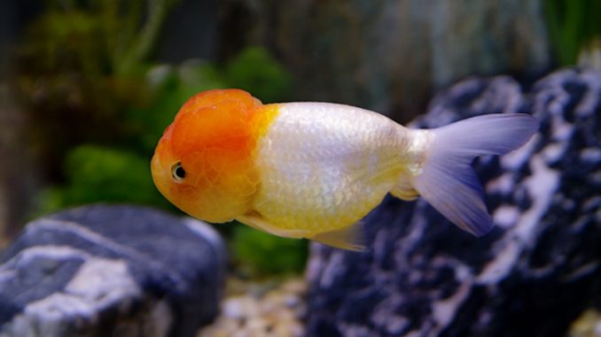 lionhead goldfish