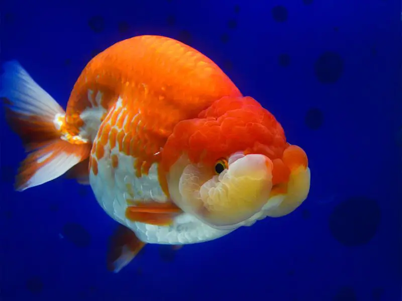 A stunning lionhead goldfish