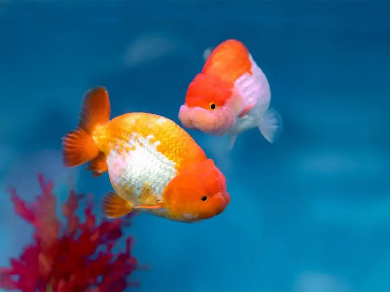 lionhead goldfish habitat